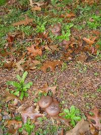 Suillus luteus image