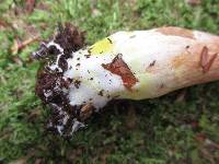 Austroboletus gracilis image