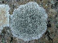 Lecanora subimmergens image