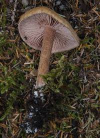 Laccaria bicolor image