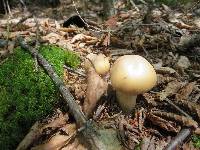 Cortinarius caperatus image