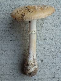 Amanita crenulata image