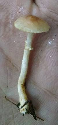 Agaricus diminutivus image
