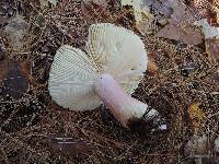 Russula xerampelina image