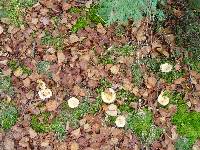 Russula claroflava image