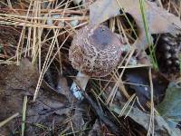 Chlorophyllum olivieri image