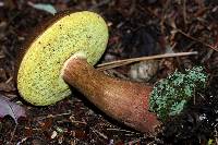 Imleria badia image