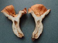 Lactarius olympianus image