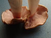 Entoloma rhodopolium image