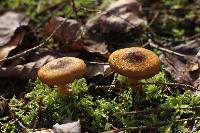 Cortinarius semisanguineus image