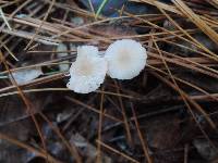 Mycena flavescens image