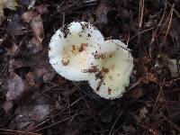 Russula albidula image