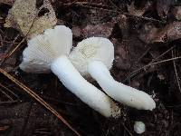 Russula albidula image