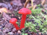 Hygrocybe miniata image