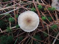 Clitocybe trullaeformis image