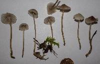 Mycena piceicola image