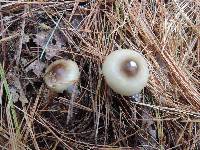 Russula abietina image