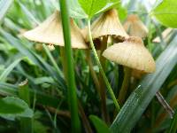 Mycena olivaceomarginata image