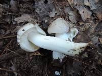 Tricholoma argenteum image