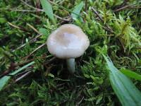 Hygrophorus agathosmus image