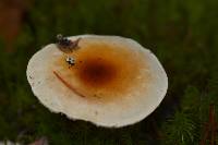 Hygrophorus discoxanthus image