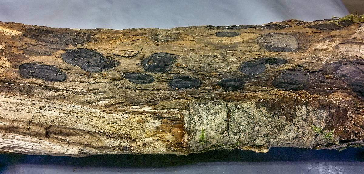 Biscogniauxia bartholomaei image