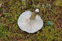 Hygrophorus camarophyllus image