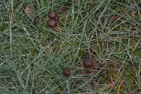 Psilocybe coprophila image