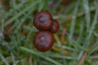 Psilocybe coprophila image