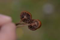 Psilocybe coprophila image