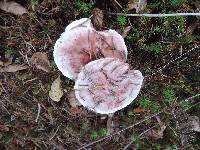 Hygrophorus erubescens image