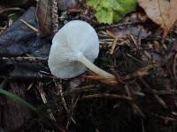 Clitocybe rivulosa image