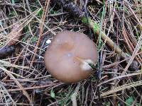 Melanoleuca melaleuca image
