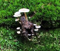 Collybia tuberosa image