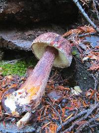 Boletellus mirabilis image