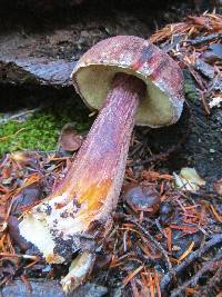 Boletellus mirabilis image