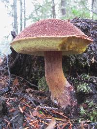 Boletellus mirabilis image