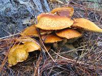 Gymnopilus ventricosus image