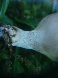 Lycoperdon lividum image