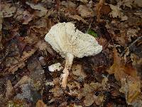 Tricholoma sudum image