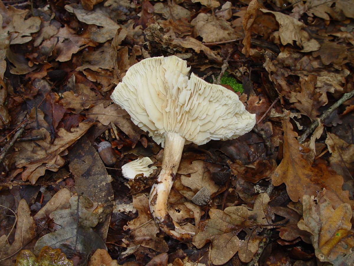 Tricholoma sudum image