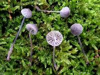 Mycena corticola image