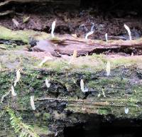 Multiclavula mucida image