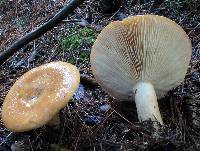 Lactarius affinis image