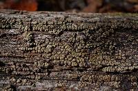 Xylobolus frustulatus image