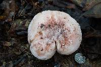 Hygrophorus russula image