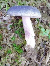 Russula violeipes image