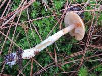 Cortinarius mucosus image