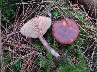 Lactarius rufus image