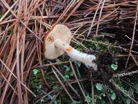 Cortinarius mucosus image